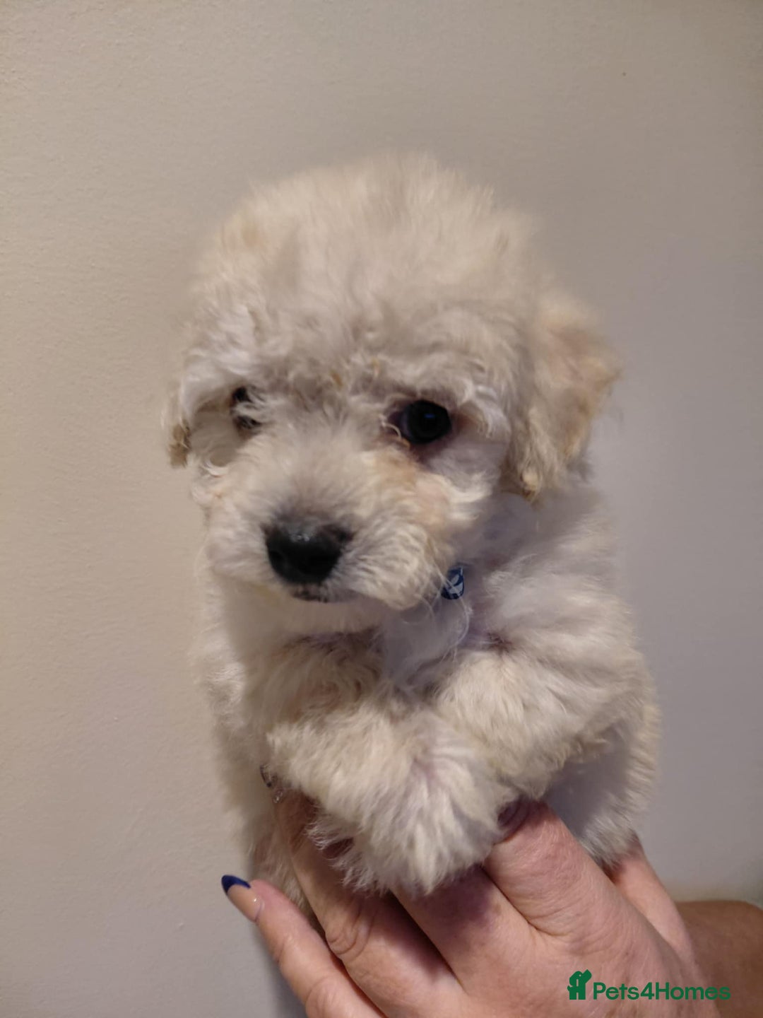 Maltipoo dogs for sale: Beautiful Maltipoo puppies - Advert 4