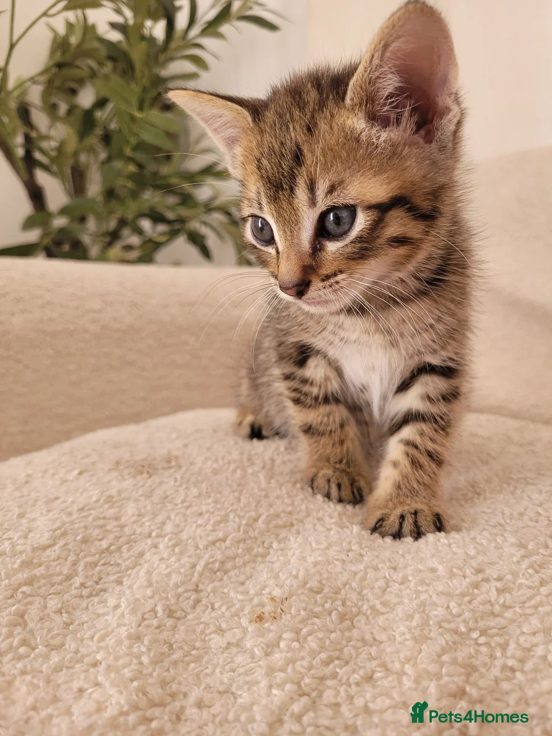 Russian Blue cats for sale: Gorgeous kittens  - Advert 11