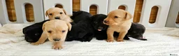 Labrador Retriever dogs for sale: 7 BEAUTIFUL KCREG LABRADORS. HEALTH TESTED PARENTS - Advert 3
