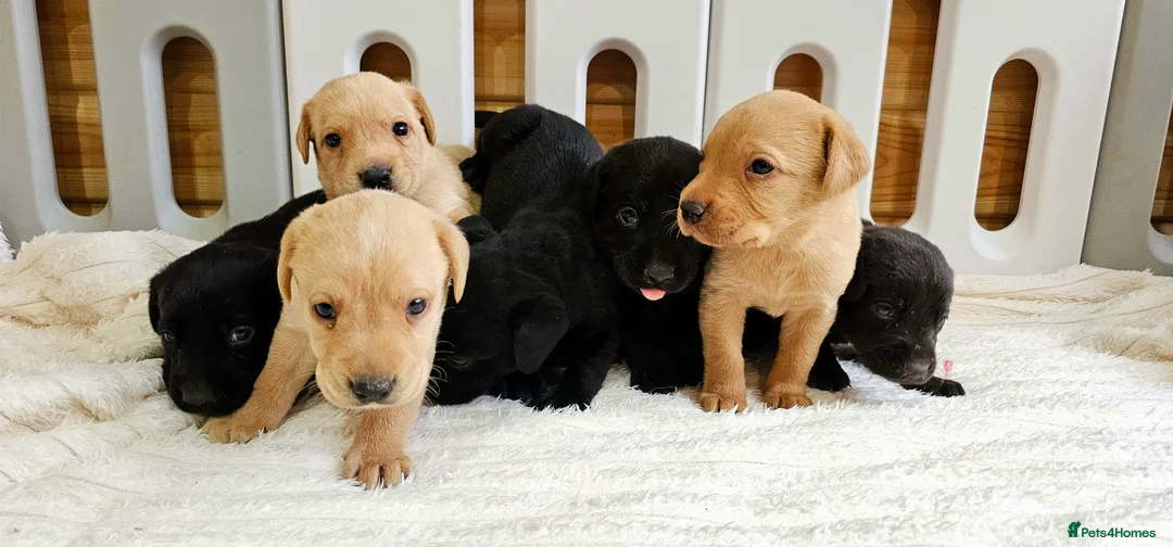 Labrador Retriever dogs for sale: 7 BEAUTIFUL KCREG LABRADORS. HEALTH TESTED PARENTS - Advert 3