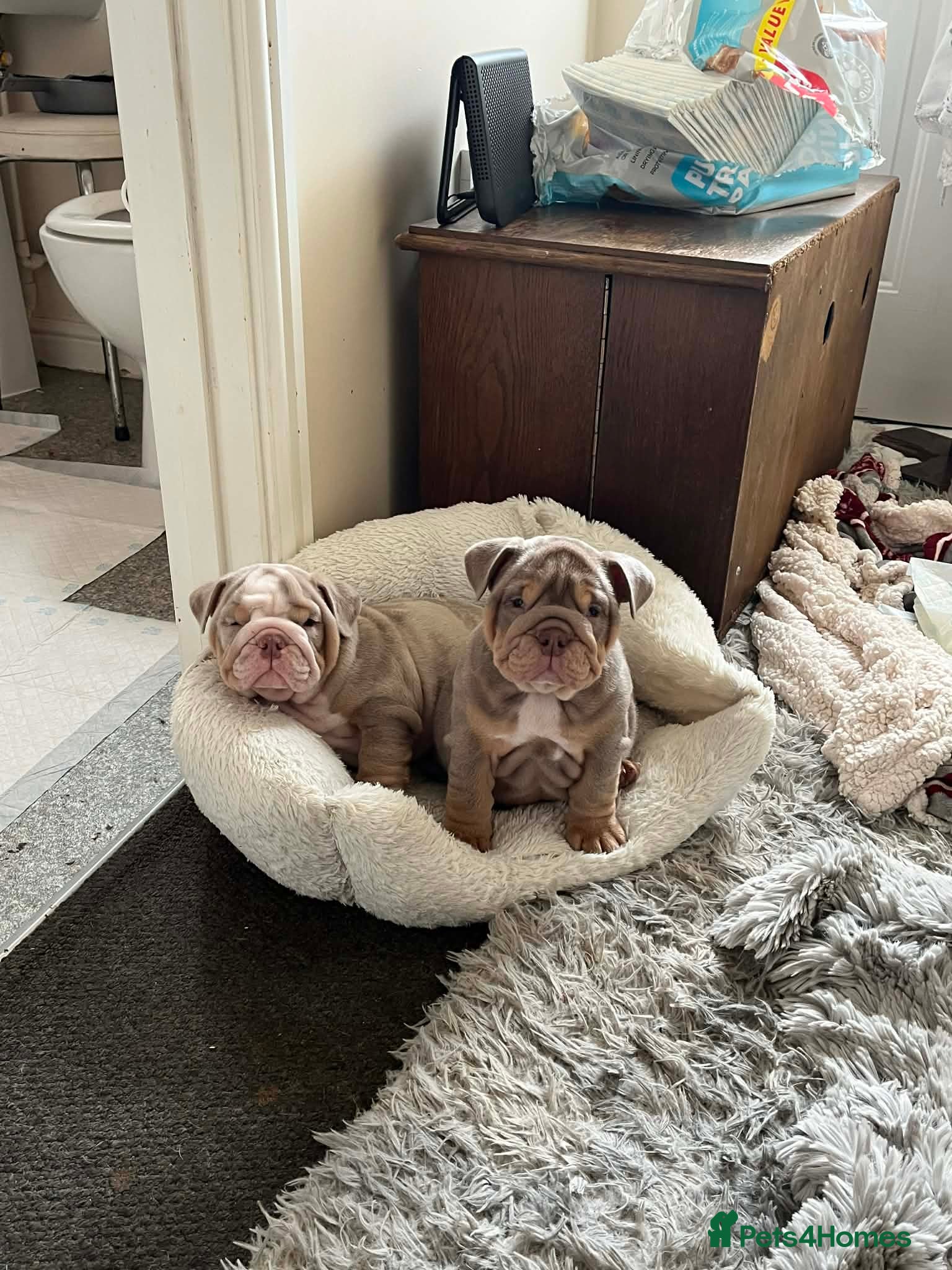 English Bulldog dogs English Bulldog  - Advert 2