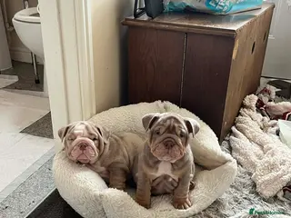 English Bulldog dogs English Bulldog - Advert 3