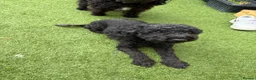Jackapoo dogs for sale: Beautiful Jackapoo  in Newton Aycliffe - Advert 2
