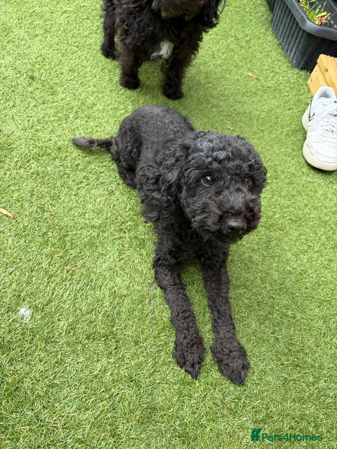 Jackapoo dogs for sale: Beautiful Jackapoo  in Newton Aycliffe - Advert 2