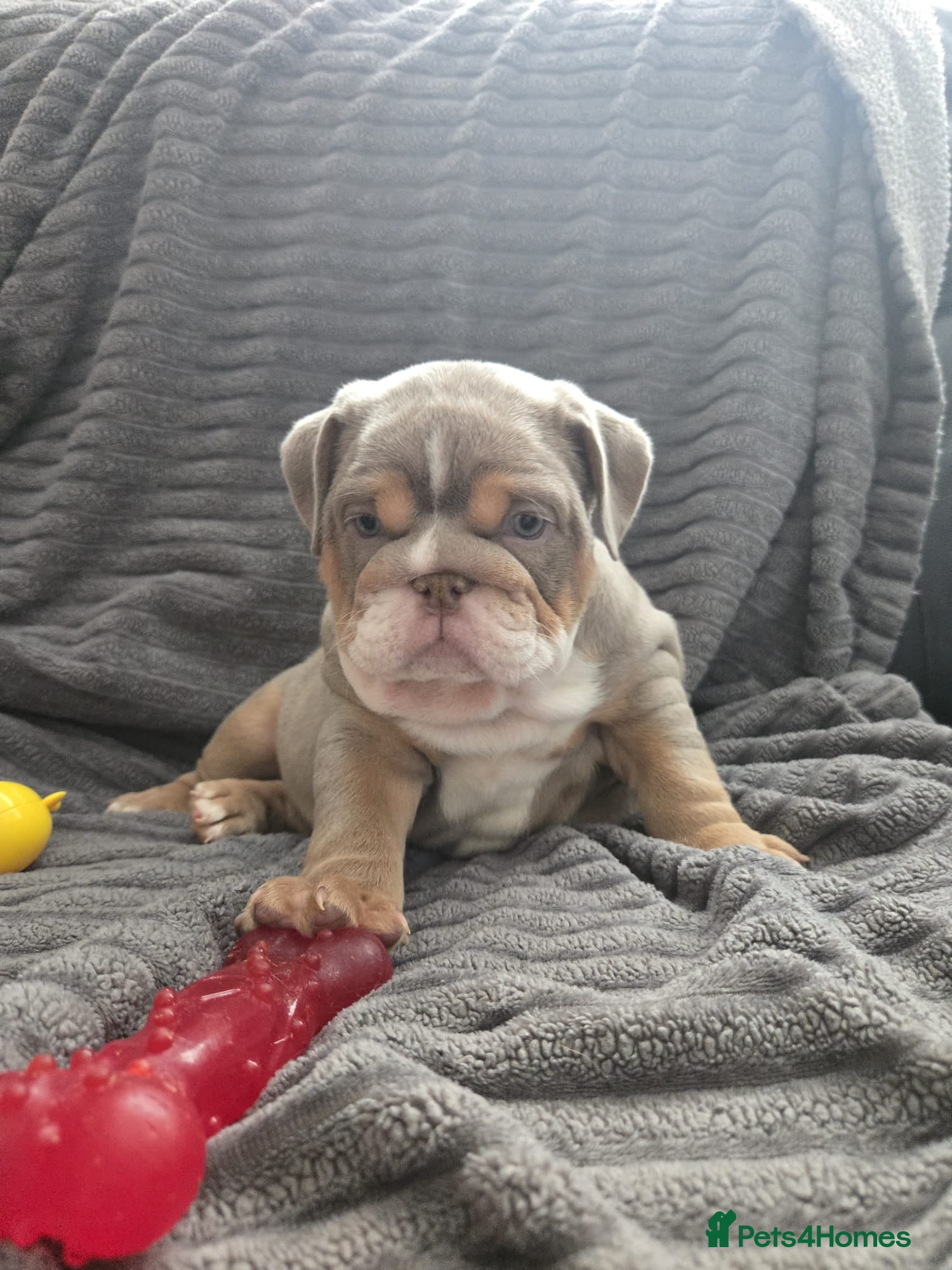 English Bulldog dogs English Bulldogs ready to leave! - Advert 2