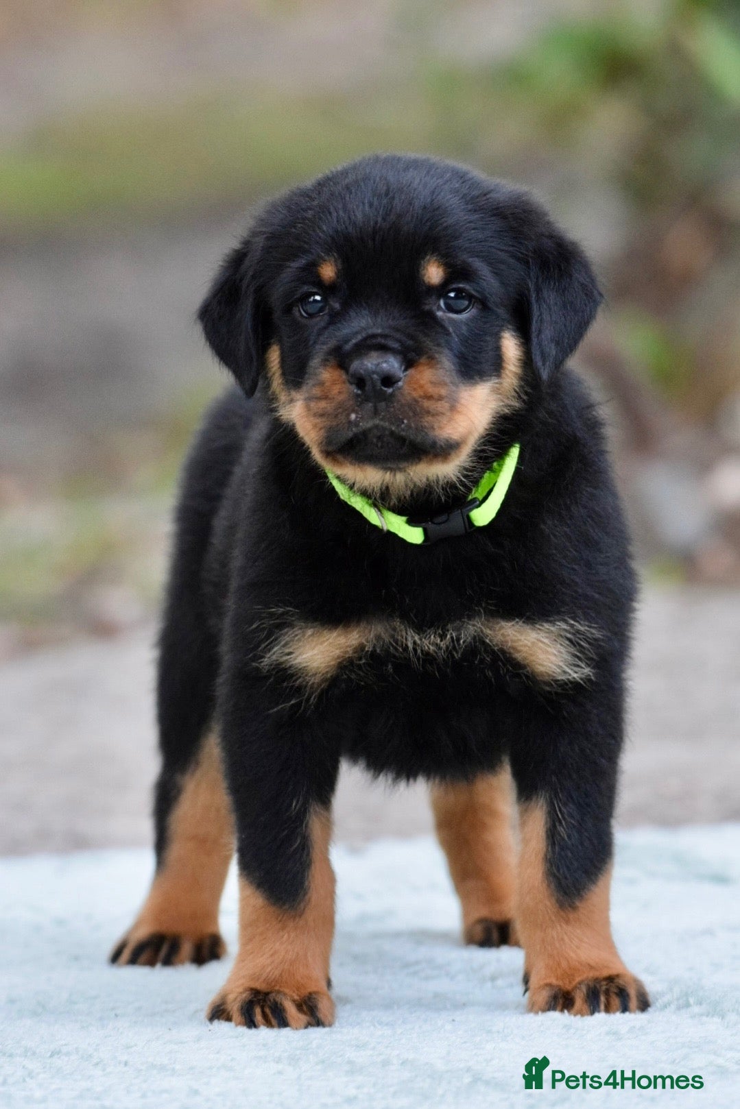 Rottweiler dogs Phenomenal old fashioned, health tested bloodlines - Advert 2