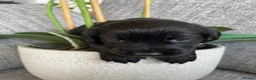 Cocker Spaniel dogs for sale: KC Registered Cocker Spaniel Puppies - Advert 16