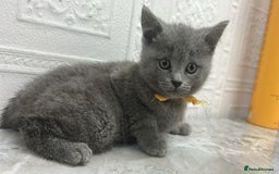Russian Blue cats for sale: Russian Blu/British Blu - Image 4
