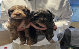 Cockapoo dogs for sale: Adorable F2 Cockapoo Puppies, Ready 12 Oct - Image 2