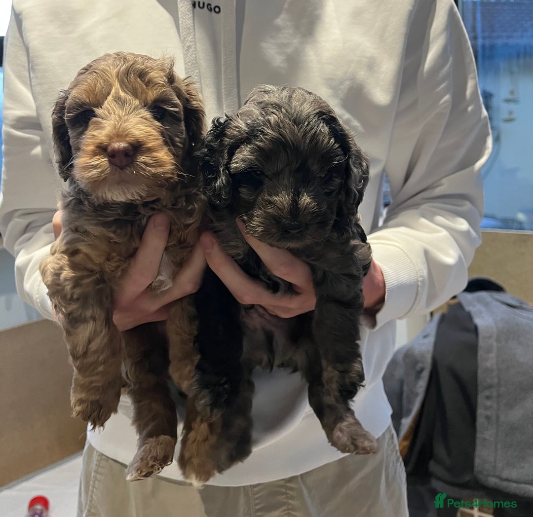 Cockapoo dogs for sale: Adorable F2 Cockapoo Puppies, Ready 12 Oct - Image 2