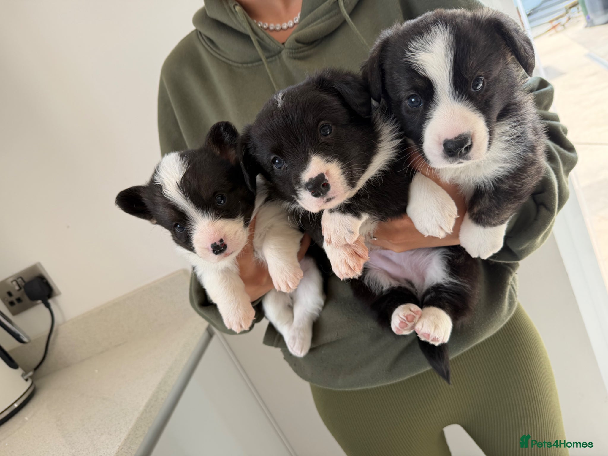 Welsh Corgi Cardigan dogs Stunning litter of Welsh cardigan corgi puppies  - Advert 1