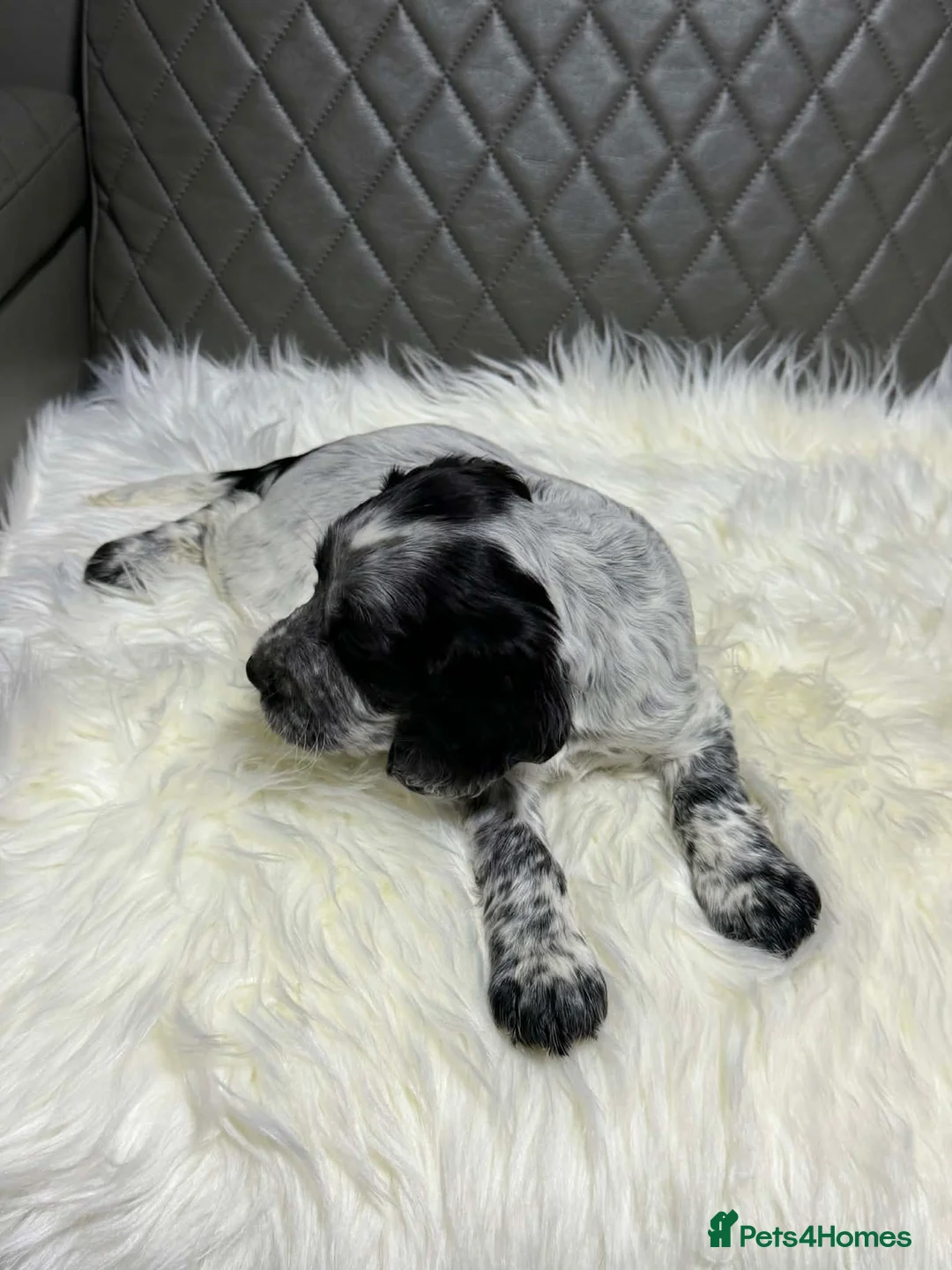 Cocker Spaniel dogs for sale: Beautiful Cocker Spaniel Girls in Exeter - Advert 38