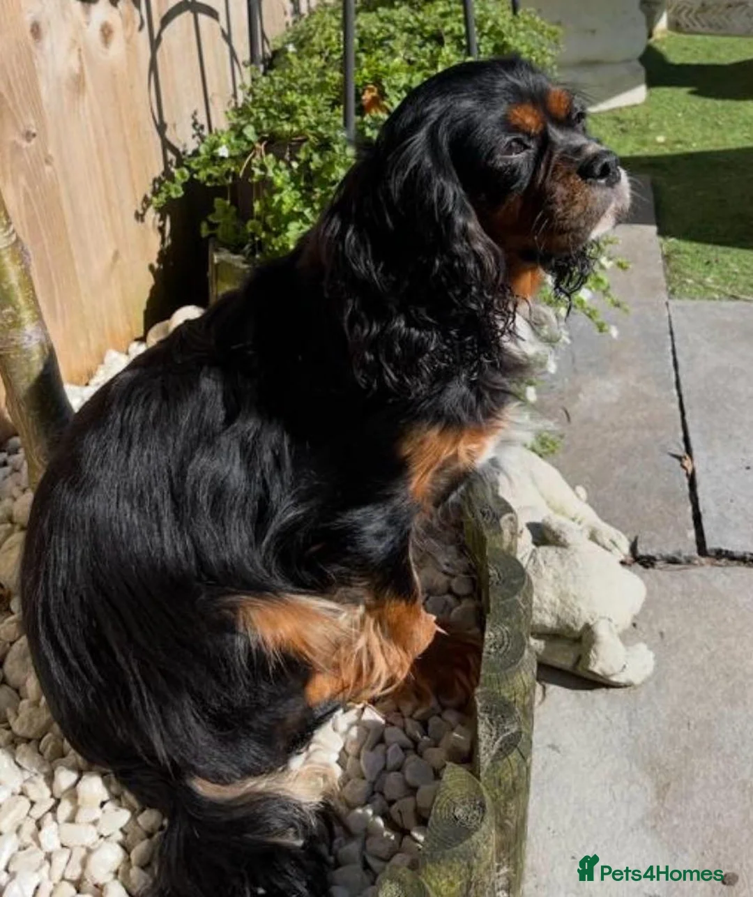 Cavalier King Charles Spaniel dogs for sale: Cavalier King Charles spaniel puppies - Advert 6