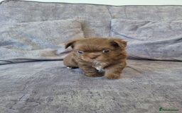 Chihuahua dogs for sale: Stunning Russian lines, Long haired Chihuahuas  - Image 20
