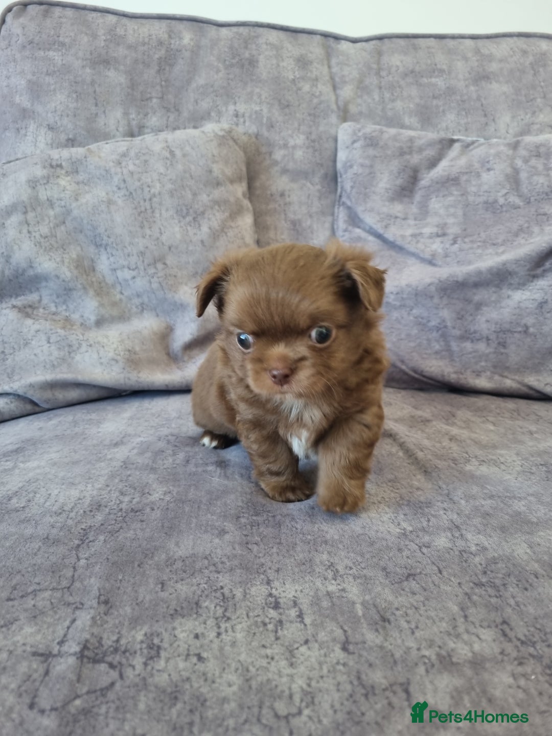 Chihuahua dogs for sale: Stunning Russian lines, Long haired Chihuahuas  - Image 20