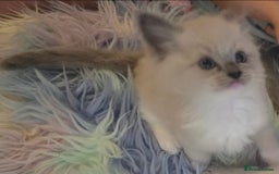 Ragdoll cats for sale: Stunning Ragdolls  - Image 11