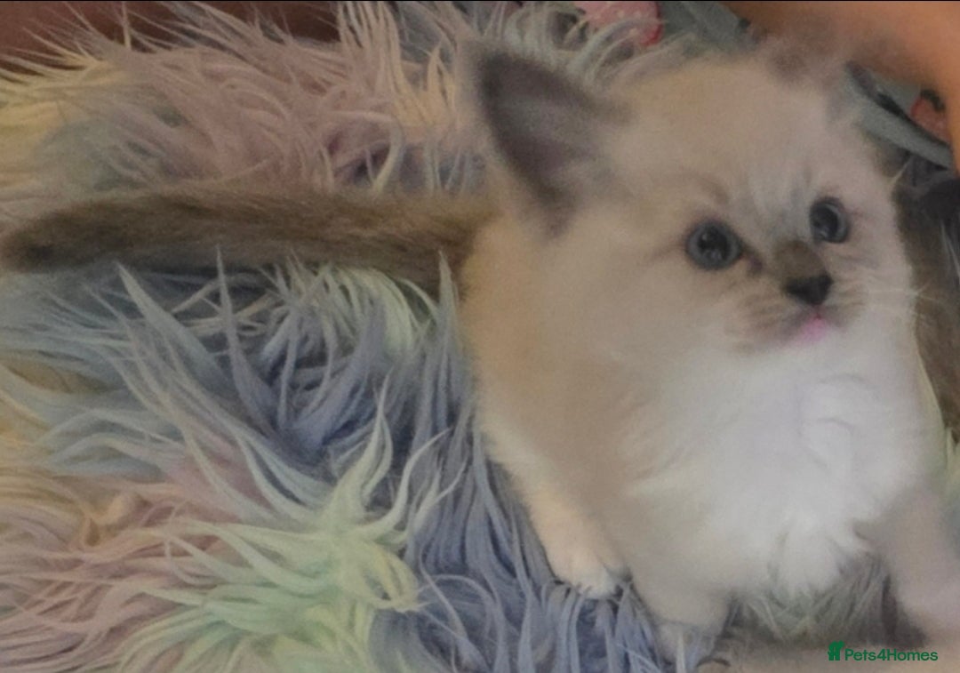 Ragdoll cats for sale: Stunning Ragdolls  - Image 11
