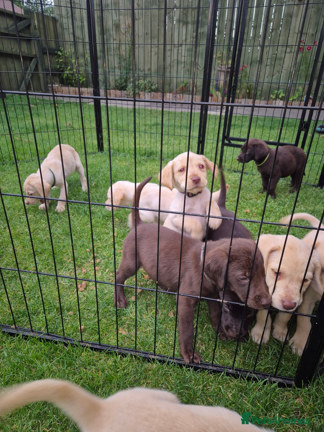 Labrador Retriever dogs for sale: Labrador puppys ready to leave  - Image 9