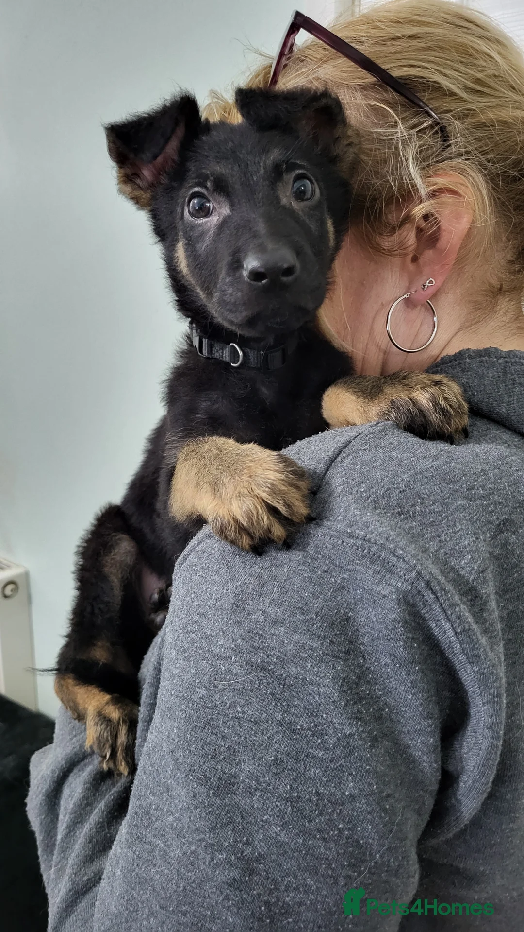 German Shepherd dogs for sale: German Shepherd Puppies - Advert 2