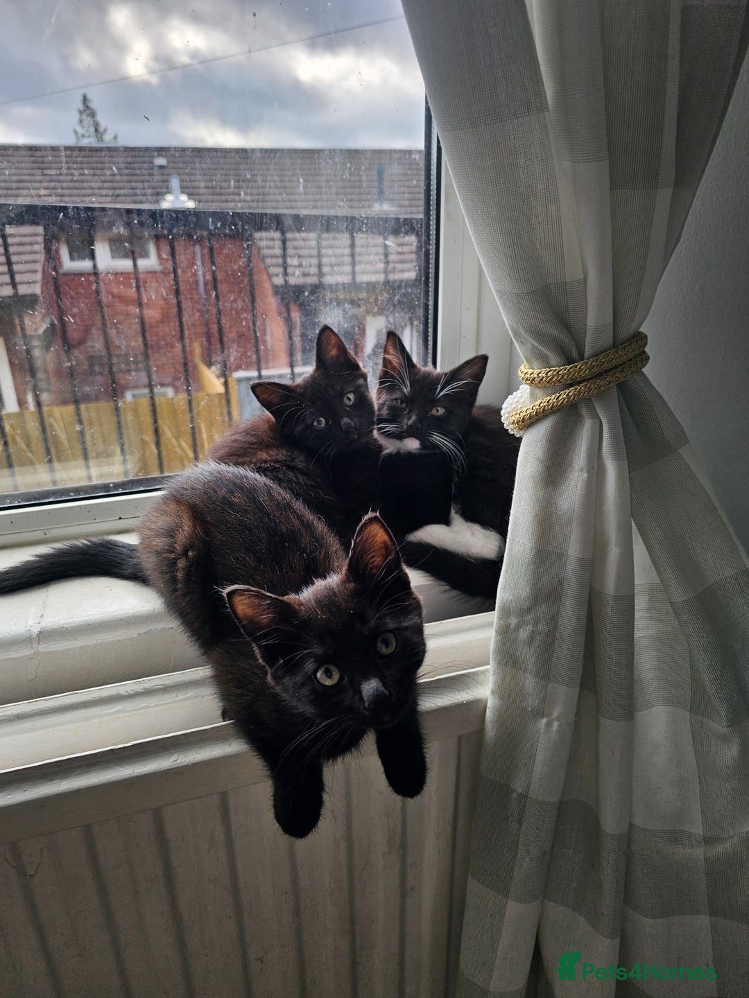 Mixed Breed cats for sale: 4 female kittens looking for forever homes  - Image 10