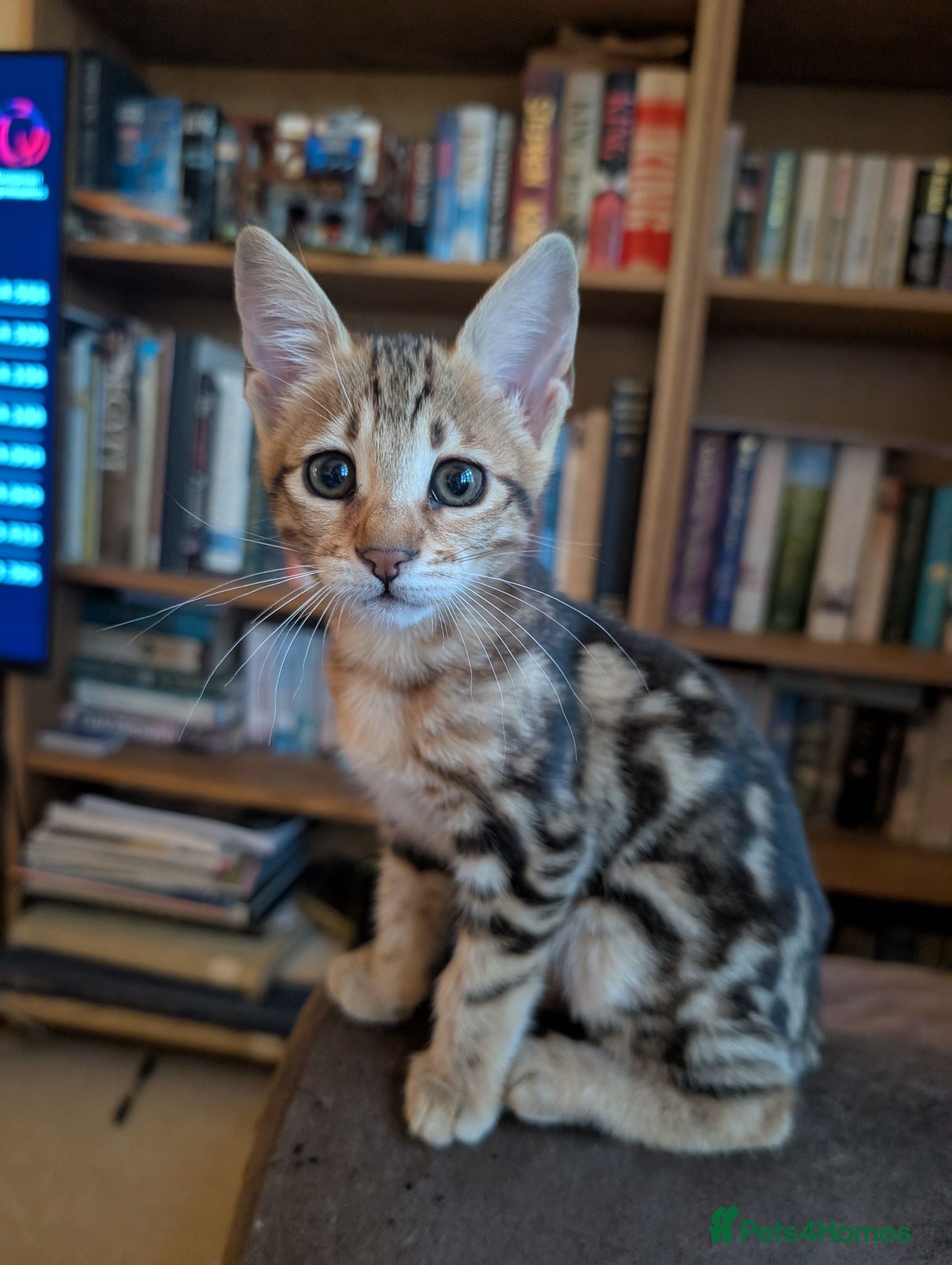Savannah cats Exceptional marbled f3c TICA Savannah girl - Advert 1