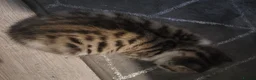 Mixed Breed cats for sale: Gorgeous bengal cross kittens. - Advert 3