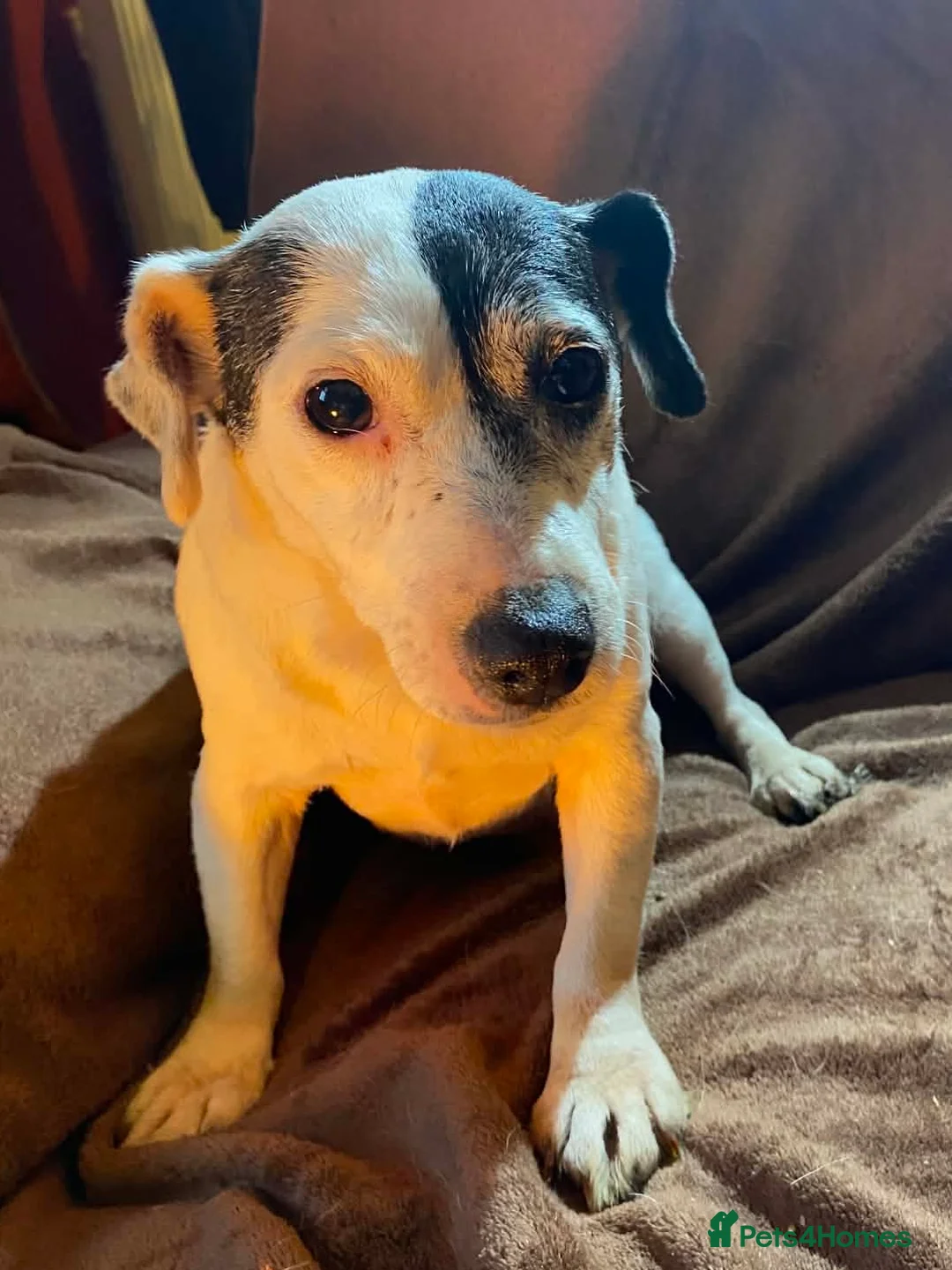 Jack Russell dogs for sale: Miniature Jack Russell Pups - Advert 1