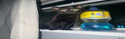 Mixed Breed cats for sale: Marley - Advert 2