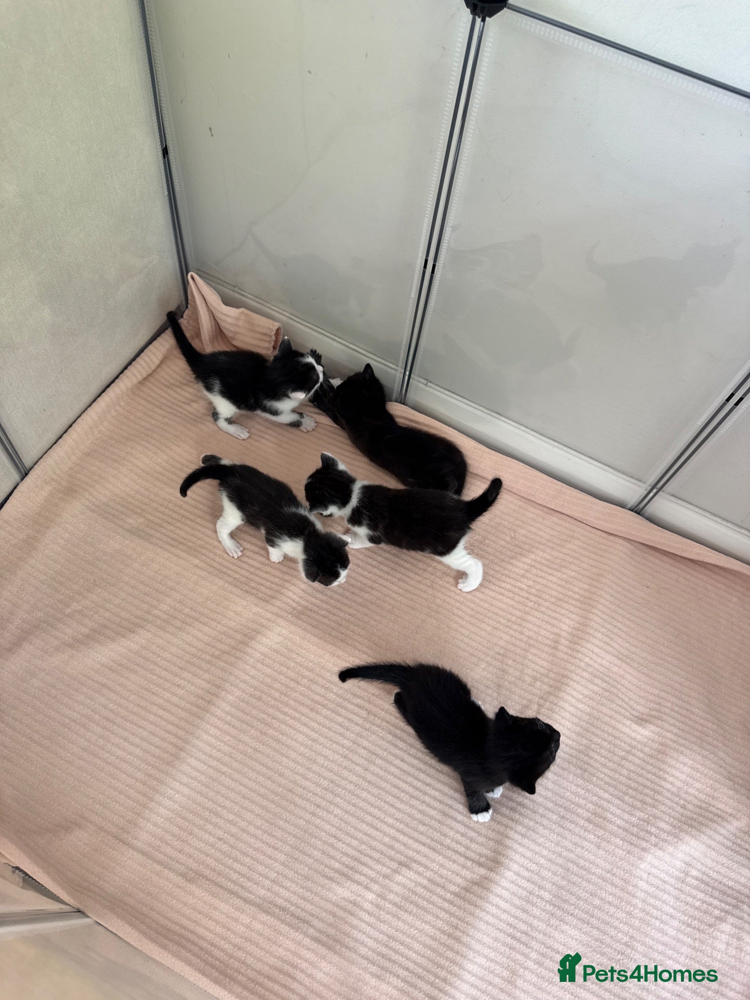 Mixed Breed cats 5 beautiful black and white kittens  - Advert 8