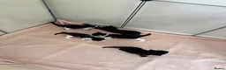Mixed Breed cats for sale: 5 beautiful black and white kittens  - Advert 1