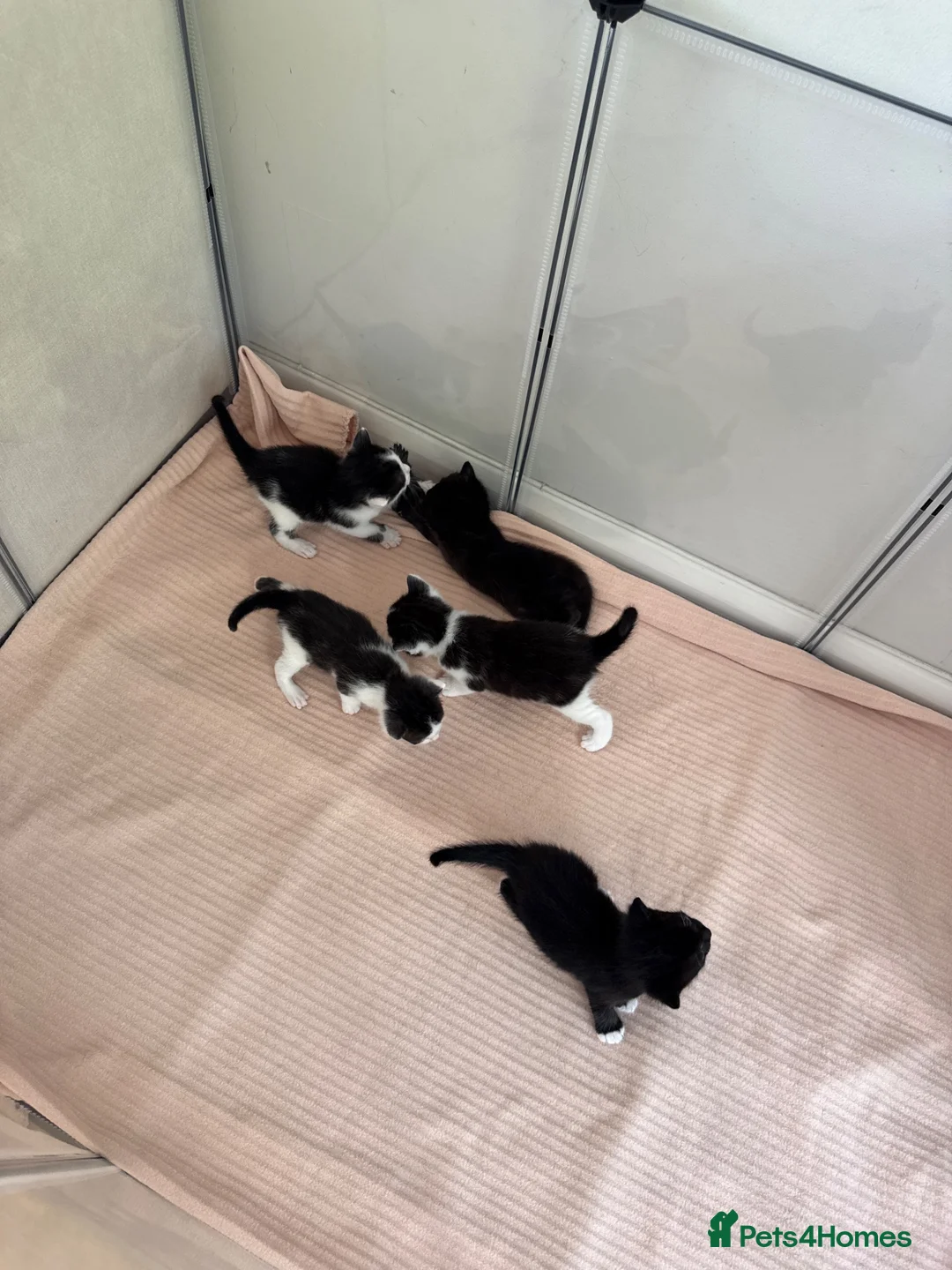 Mixed Breed cats for sale: 5 beautiful black and white kittens  - Advert 1