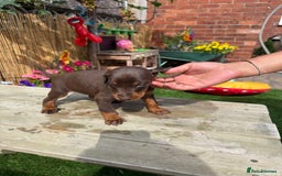 Dobermann dogs for sale: Doberman brown & tan - Image 9