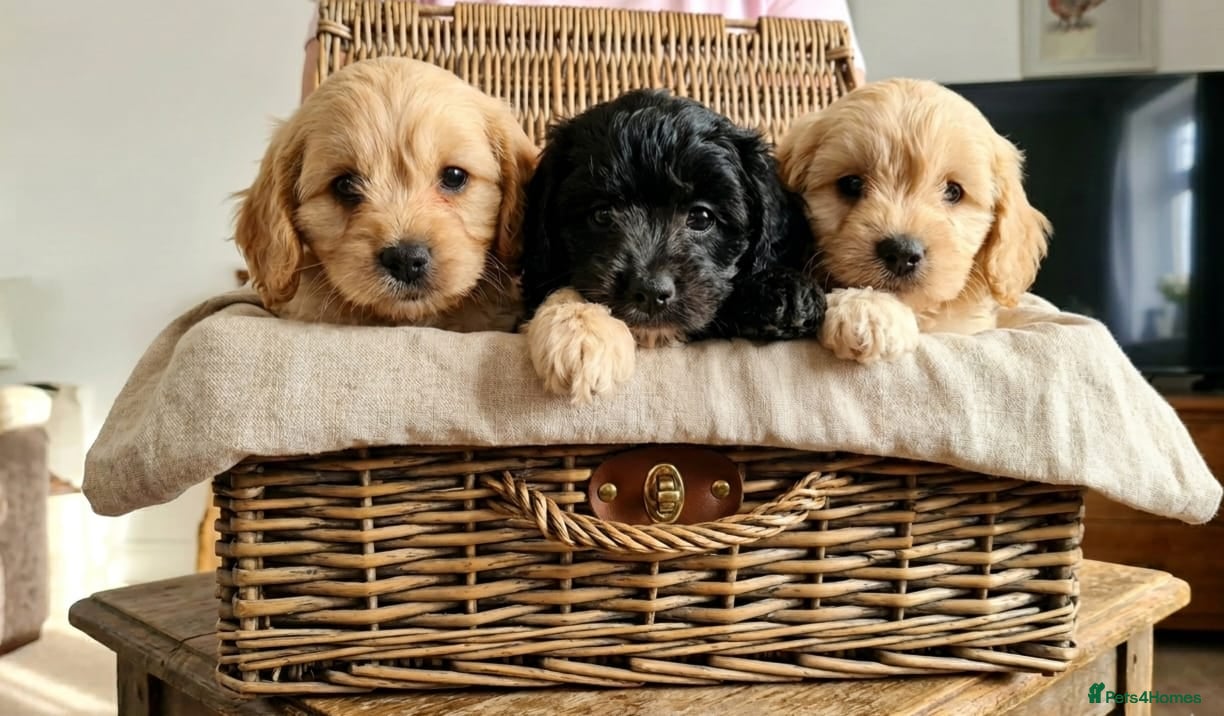 Cavapoo dogs Beautiful F1 Cavapoo puppies - Advert 2