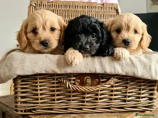 Cavapoo dogs Beautiful F1 Cavapoo puppies - Advert 1