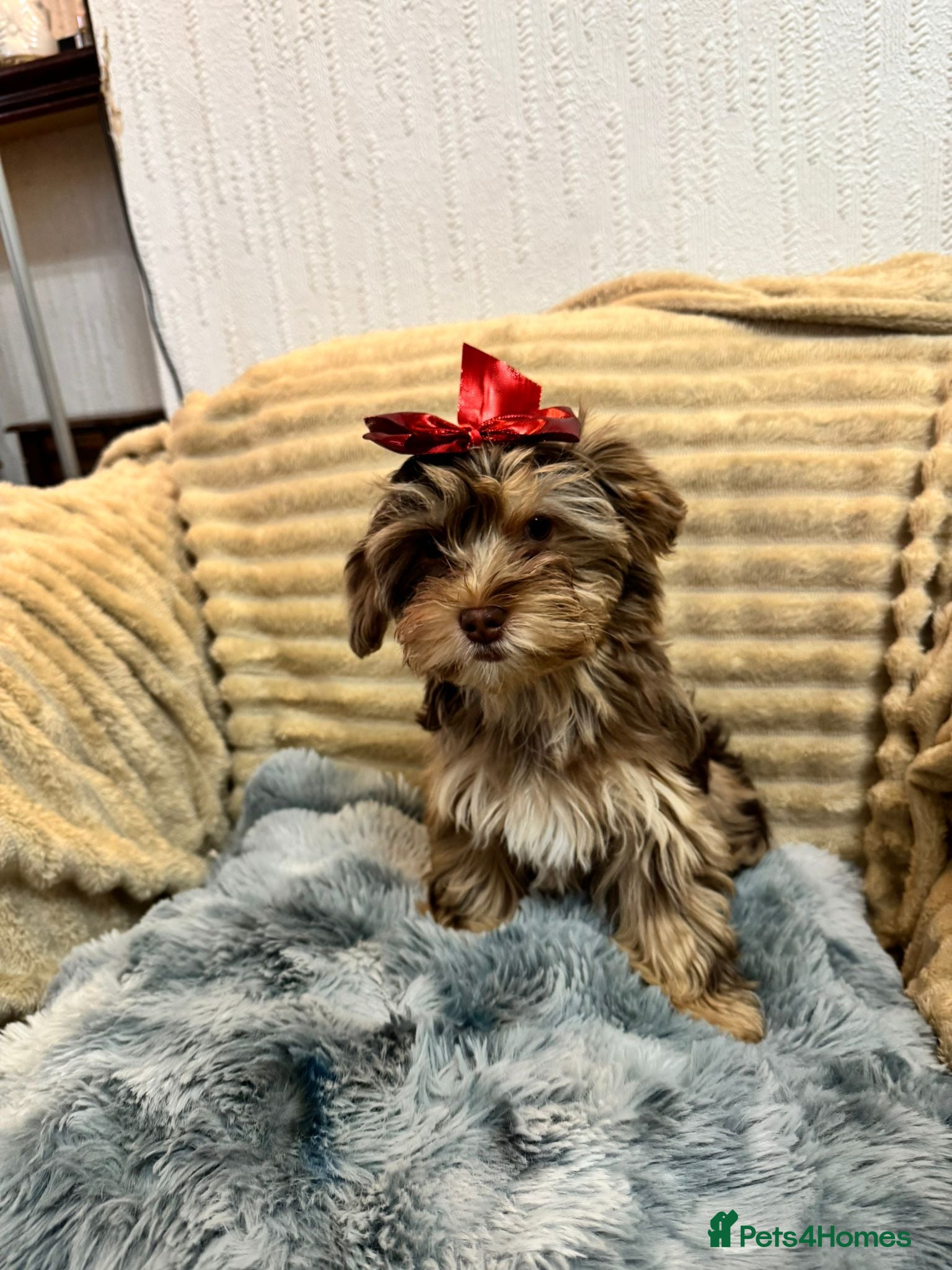 Yorkshire Terrier dogs Yorkshire Terrier – Merle / Chocolate puppies**    - Advert 1