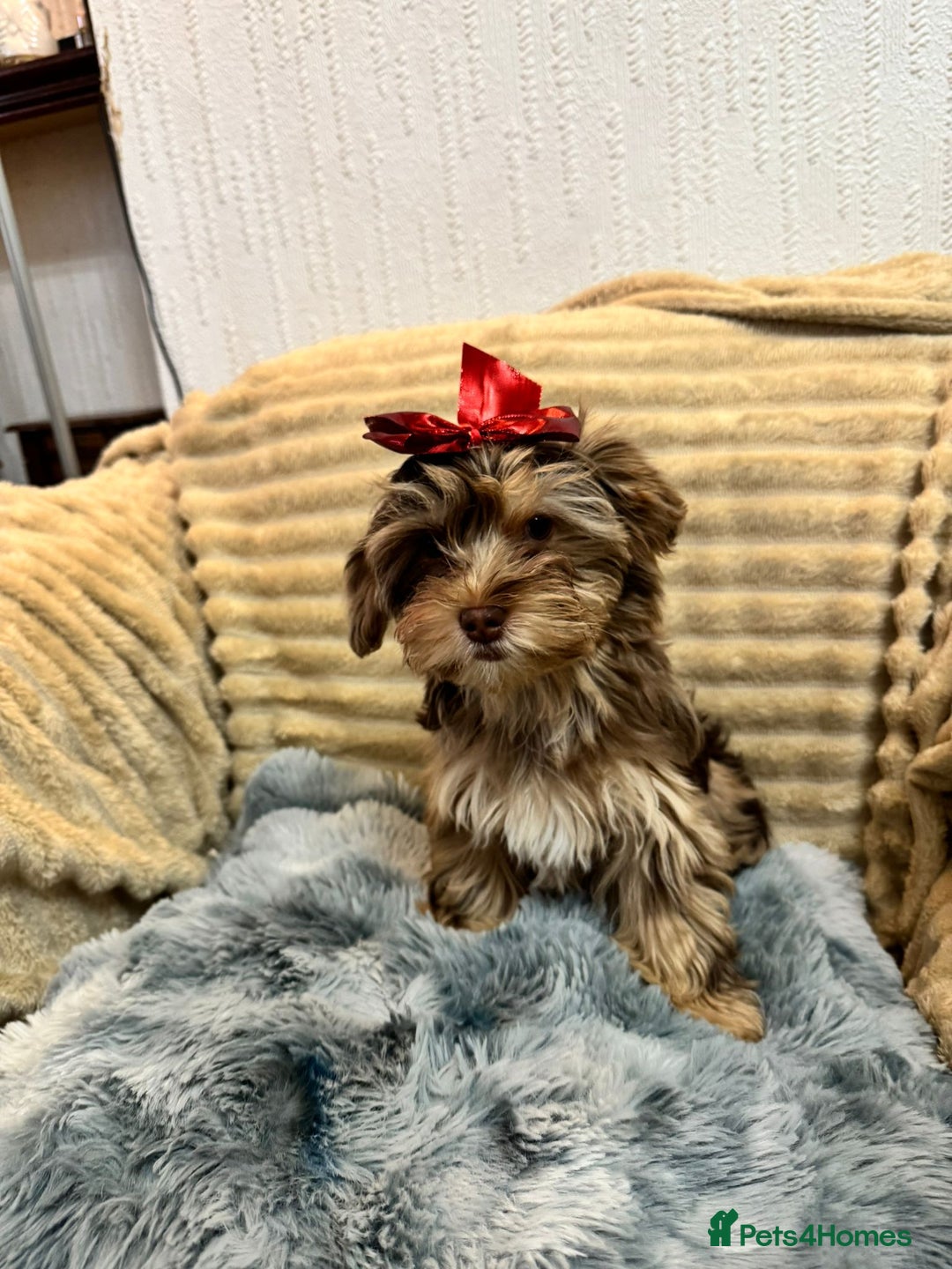 Yorkshire Terrier dogs for sale: Yorkshire Terrier – Merle / Chocolate puppies**    - Advert 4