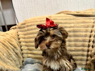 Yorkshire Terrier dogs Yorkshire Terrier – Merle / Chocolate puppies** - Advert 1