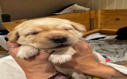 Labrador Retriever dogs for sale: English yellow Labradors  - Image 17