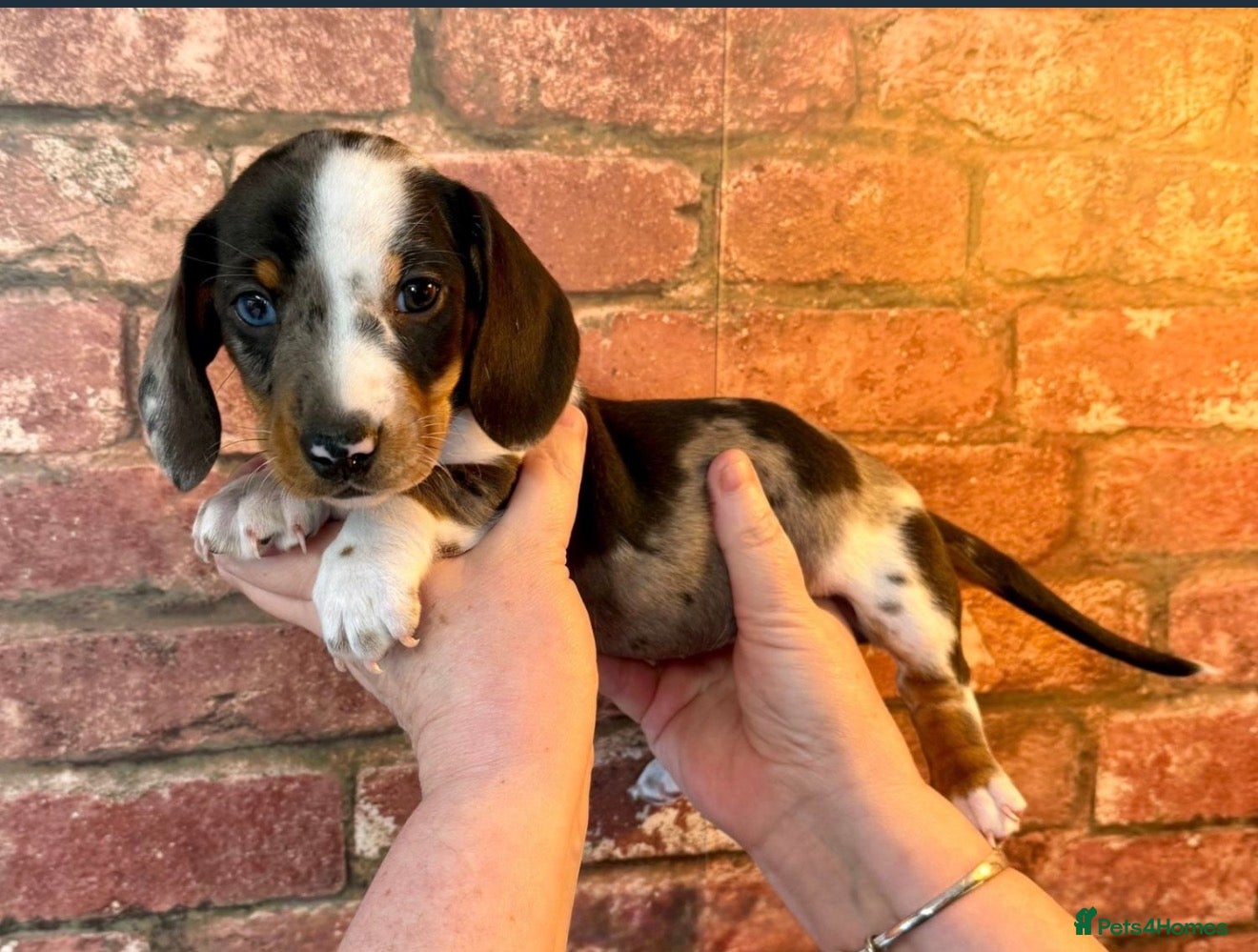 Miniature Dachshund dogs Stunning miniature dachshund puppies 3 girls  - Advert 17