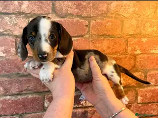 Miniature Dachshund dogs Stunning miniature dachshund puppies 3 girls - Advert 17