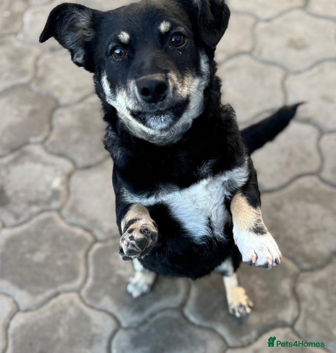 Mixed Breed dogs for adoption: OBI - a Lovely little young boy for a Loving Home - Advert 3