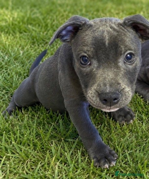 Staffordshire Bull Terrier dogs Last Boy Ready for his Forever Home ♥️ - Advert 7