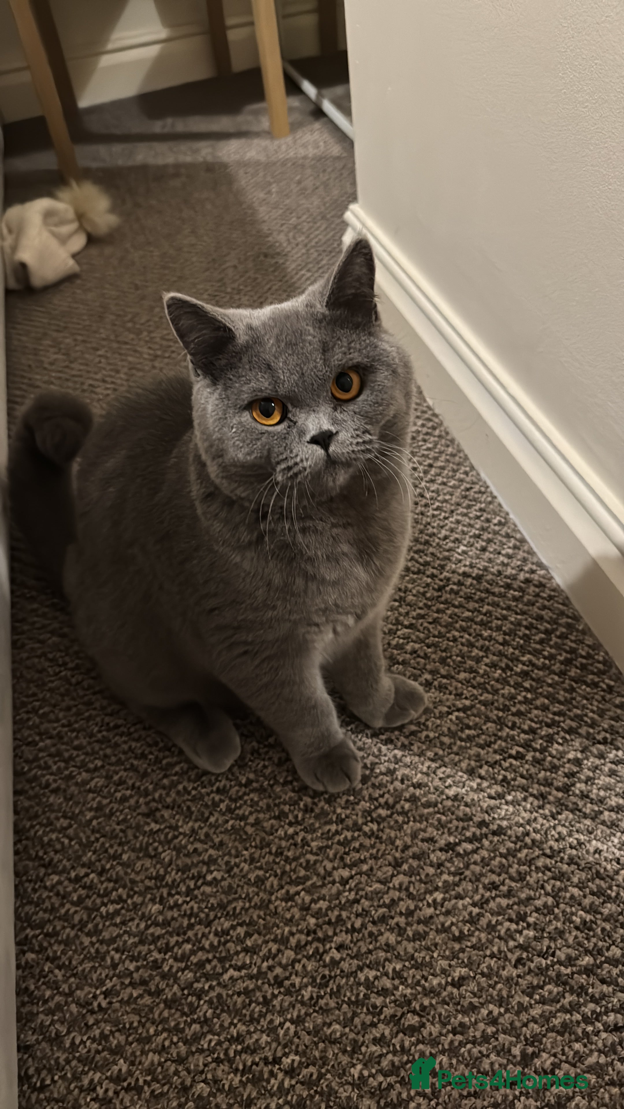 British Shorthair cats Re homing British Shorthair cat in Bedford - Advert 1