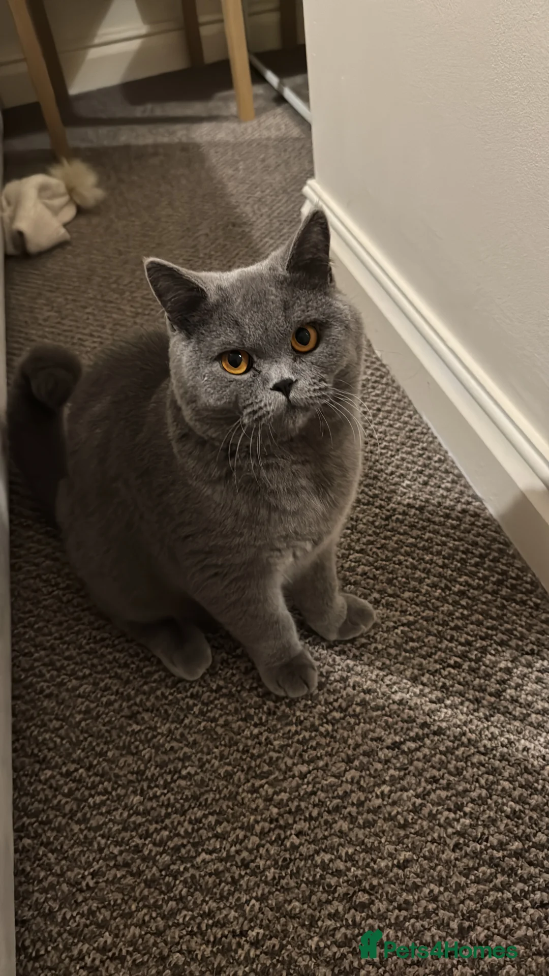 British Shorthair cats for sale: Re homing British Shorthair cat in Bedford - Advert 1