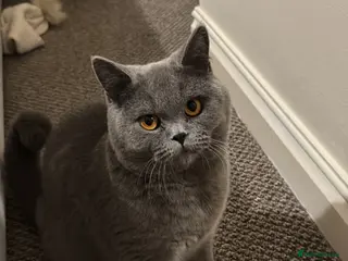 British Shorthair cats Re homing British Shorthair cat in Bedford - Advert 1