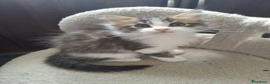 Maine Coon 2