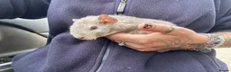 Guinea Pig rodents for sale: Beautiful Baby Boar Guinea pigs Rex & Rosette   - Advert 4