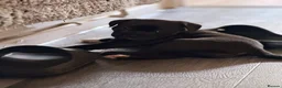 Staffordshire Bull Terrier dogs for sale: STUNNING CHUNKY STAFFY PUPPIES  - Advert 28