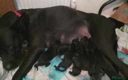 Mixed Breed dogs for sale: Looking for a forever home! - Image 4