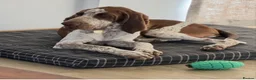 Bracco Italiano dogs for sale: Male Bracco Italiano  - Advert 6